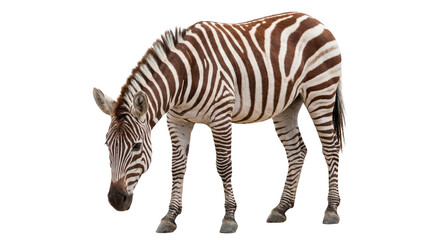 Fototapeta premium A beautiful plains zebra captured with its head down, grazing peacefully, isolated on a clean transparent background.