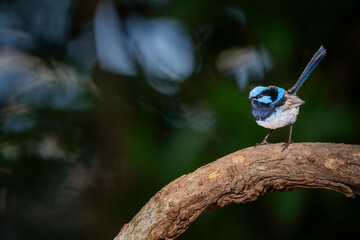 fairy wren