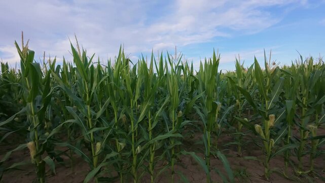 A slow walk through a vibrant green cornfield