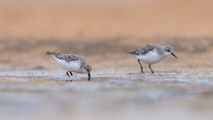 sandpiper