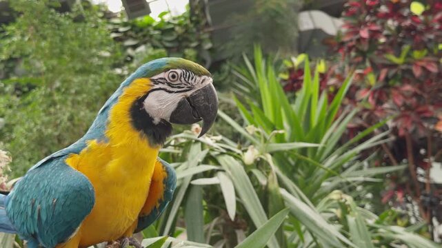 Vibrant Colorful Tropical Parrot Perched on a Branch in Natural Habitat