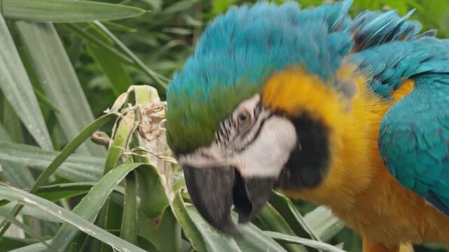 Vibrant Colorful Tropical Parrot Perched on a Branch in Natural Habitat