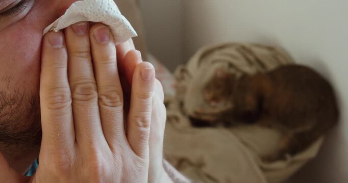 Close-up of a man sneezing and covering his mouth due to an allergic reaction. Concept of pet allergies, sneezing, respiratory irritation, and allergic symptoms.