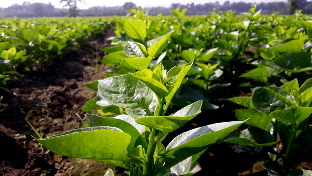 A lush green Indian spinach (pui shak) field with healthy, vibrant leaves growing in rows. The crop is in active vegetative growth, showcasing traditional vegetable farming in Bangladesh.