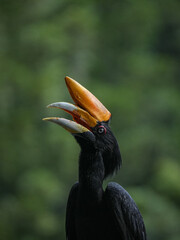 yellow billed hornbill © badrudin