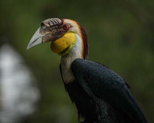 Obraz premium yellow billed hornbill