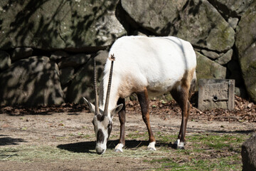 Scimitar-horned Oryx © Amane
