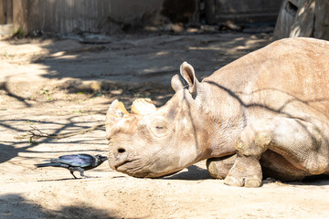 rhino and crow © Amane