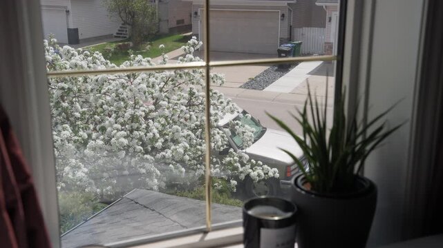 Bright daylight shines through a window overlooking a flowering tree and a calm suburban street with homes and parked vehicles.