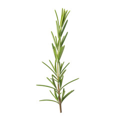 Obraz premium Fresh Rosemary Sprig Isolated Black Background