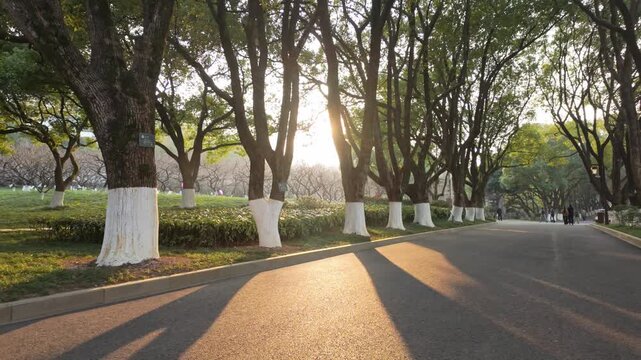 Sunlight shines through the narrow path between tree trunks
