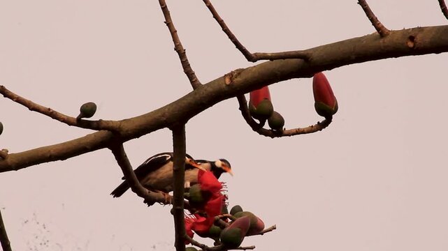 Asian pied starling perched on a silk cotton tree branch with red flowers.