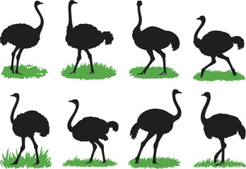 Ostrich silhouette vector icon set, bird figures standing on green grass for safari and wildlife nature design © Al