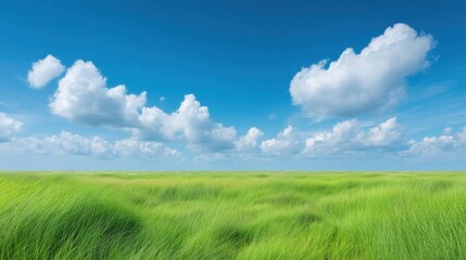 Obraz premium Expansive Green Grassy Field Under Bright Blue Sky with Fluffy White Clouds in a Tranquil Natural Landscape