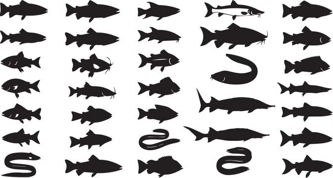 Fish species silhouettes vector illustration set. Collection of freshwater and saltwater fish icons for fishing and seafood design.