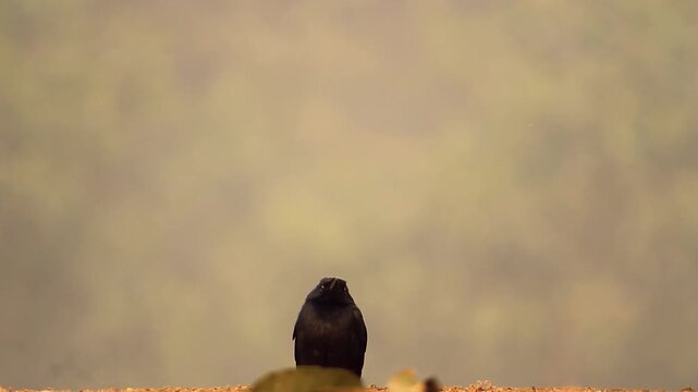 Rear view of a crow perched on a wall against a soft blurred background.