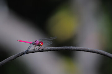 Red dragonfly, sert&atilde;o, north east, Brazil
Lib&eacute;lula vermelha, sert&atilde;o, nordeste, Brazil