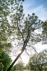 Fototapeta premium trees and sky