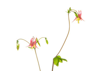 30099-00713 Wild Columbine (Aquilegia canadensis) (high key white background) Marion Co. IL