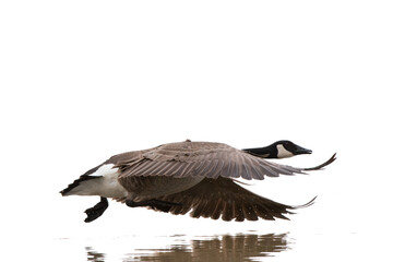 Obraz premium 30000-00109 Canada Goose in flight (Branta canadensis) on white background, Marion Co., IL