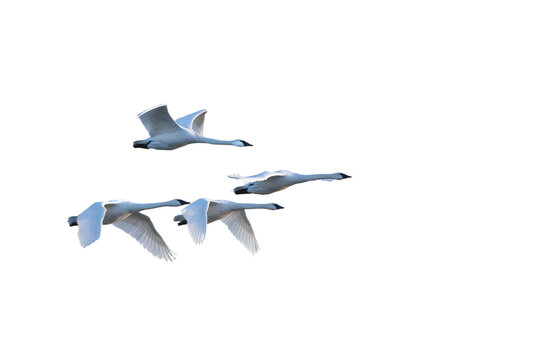 30000-00111 Trumpeter Swans in flight (Cygnus buccinator) on white background,  Marion Co., IL