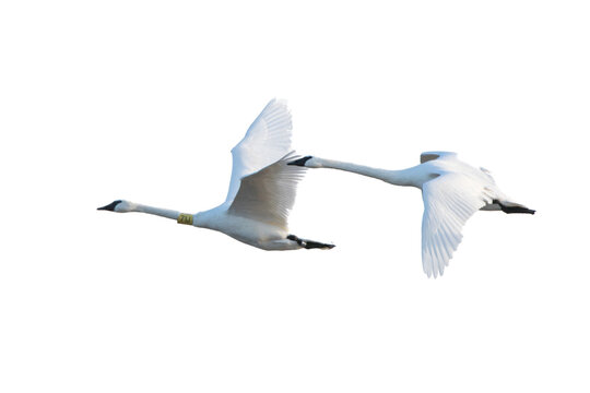 30000-00112 Trumpeter Swans in flight (Cygnus buccinator) on white background,  Marion Co., IL