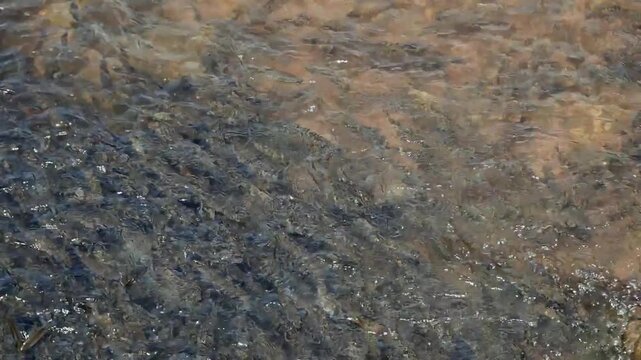 Footage of blurred water with School of Wild Mahseer Fish or Ikan Kelah Swimming in Clear Freshwater River underneath, animal lifes