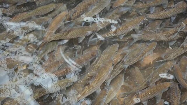 Footage of School of Wild Mahseer Fish or Ikan Kelah Swimming in Clear Freshwater River, animal lifes