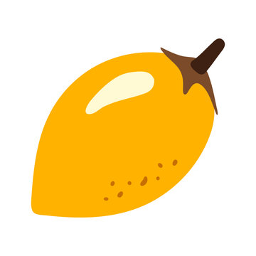 mimusops fresh fruit vector illustration healthy food 