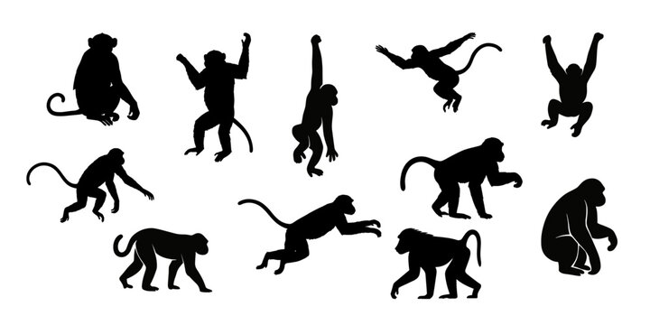 Monkey silhouette collection showing jumping, sitting, climbing and walking primate animals isolated vector illustration set.