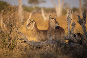 Pair of Waterbuck standing in the dry grass, Okavango Delta, Botswana. © stuporter