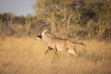 Red Lechwe antelope running through the savanna, Savuti, Botswana. © stuporter