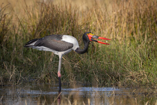 Saddle-billed Stork standing in the grass, throwing a frog in his beak, Chobe River, Botswana.