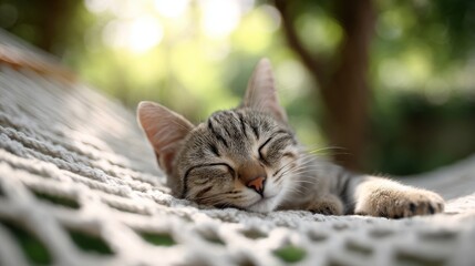 Obraz premium Sleepy tabby kitten peacefully dozing on a cozy outdoor hammock