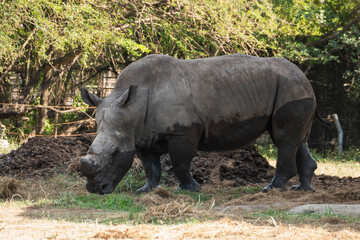 Grazing rhino in wildlife reserve outdoor close-up for conservation awareness and education © M21Perfect