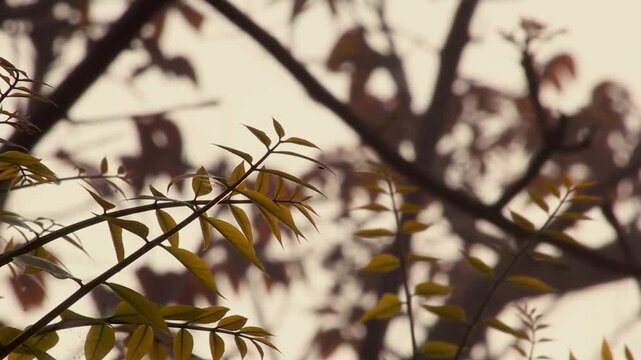 Young neem leaves growing on branches in golden evening light.