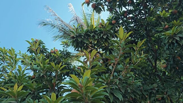 Sapodilla (Chikoo) and Coconut Trees in Bright Daylight &ndash; Tropical Farm