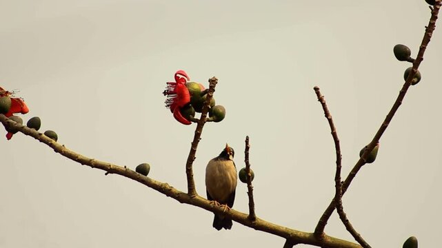 A wild bird perched on a blooming silk cotton tree branch.