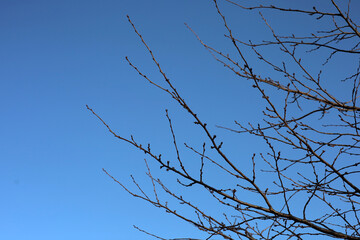 Obraz premium Leafless trees against blue sky in winter