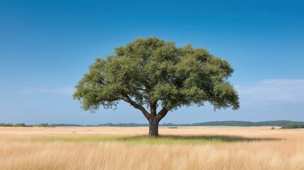 Obraz premium Majestic solitary tree standing tall in a golden field under a clear blue sky with distant hills on the horizon