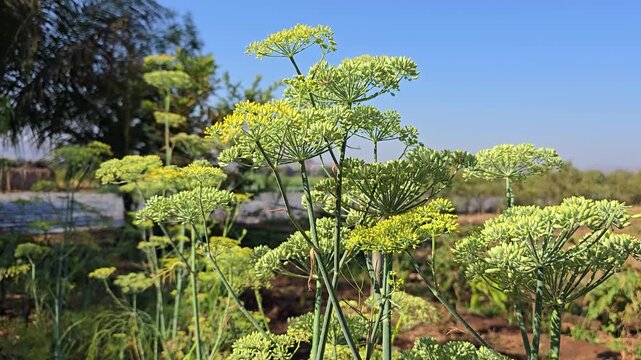 Fennel Plants Growing in Agricultural Field &ndash; Indian Farm Landscape