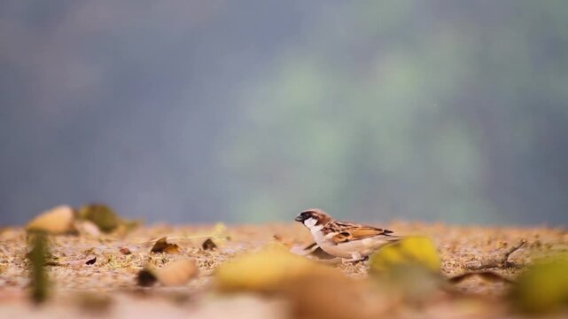 Small sparrow foraging on the ground among fallen leaves.