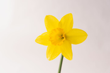 ラッパスイセンの黄色い花を白背景で室内撮影33