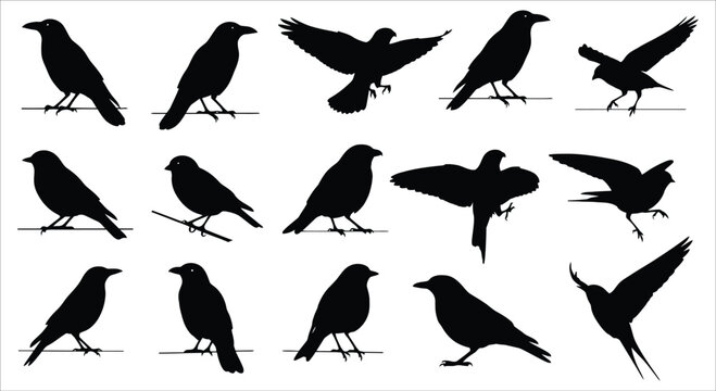 A collection of black silhouettes depicting various poses of crows and ravens