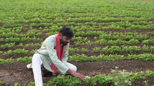 happy young indian farmer standing at green peanut farm