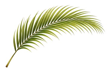 Obraz premium A branch of a palm tree with green leaves isolated on a white background.