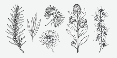 Vintage botanical illustration of various coniferous and flowering plants © Dipa