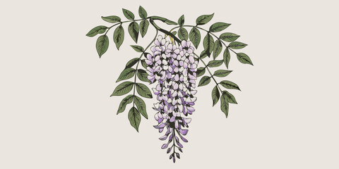 Delicate illustration of a wisteria blossom with lush green foliage © Dipa