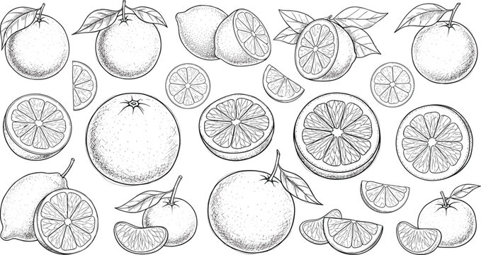 Citrus Fruits Sketch Icon Set with Oranges, Lemons, and Slices in Detailed Line Art Style