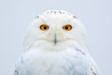 Obraz premium Snowy Owl Portrait with Vibrant Orange Eyes